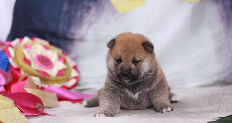 柴犬怀孕和生产的全面指南（柴犬怀孕期的照顾及生产过程详解）