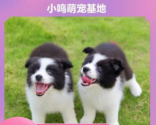 边境牧羊犬（培养幸福健康的边牧宠物，从小抓起）