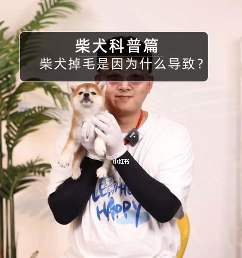 柴犬掉毛严重的原因（了解柴犬掉毛的主要原因，做好毛发护理）