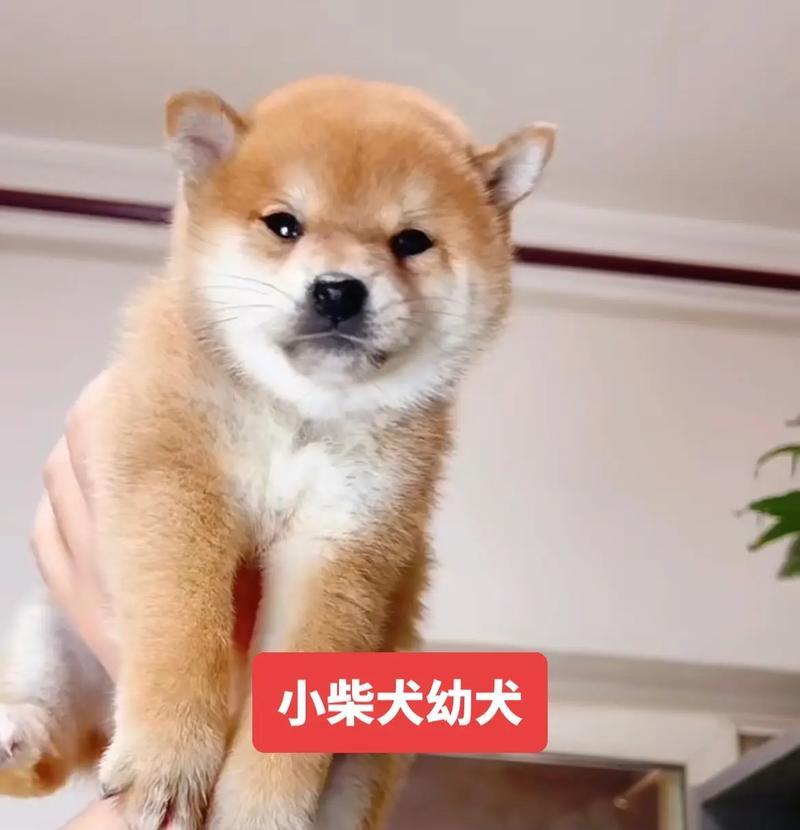 豆柴与普通柴犬的区别（如何辨别豆柴和普通柴犬？豆柴与普通柴犬的特点对比）