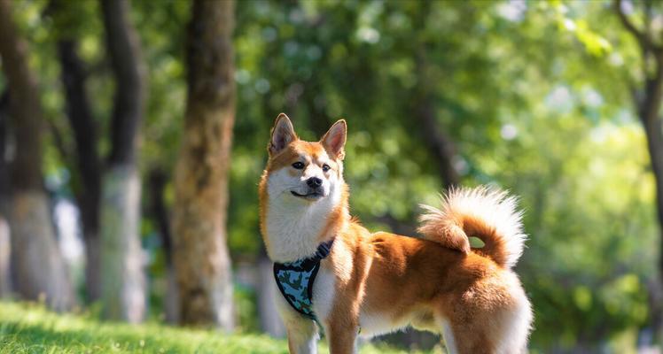 柴犬的6大怪癖及特殊癖好揭秘（了解柴犬的不同特点，享受与它们相处的乐趣）