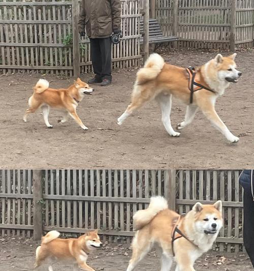 纯种柴犬与串串柴犬的区别（了解纯种柴犬和串串柴犬的特点及区别）