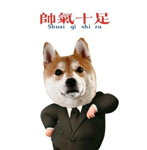 柴犬戴上墨镜后的霸道总裁风采（可爱柴犬化身为帅气总裁，摘下墨镜却显猥琐模样）