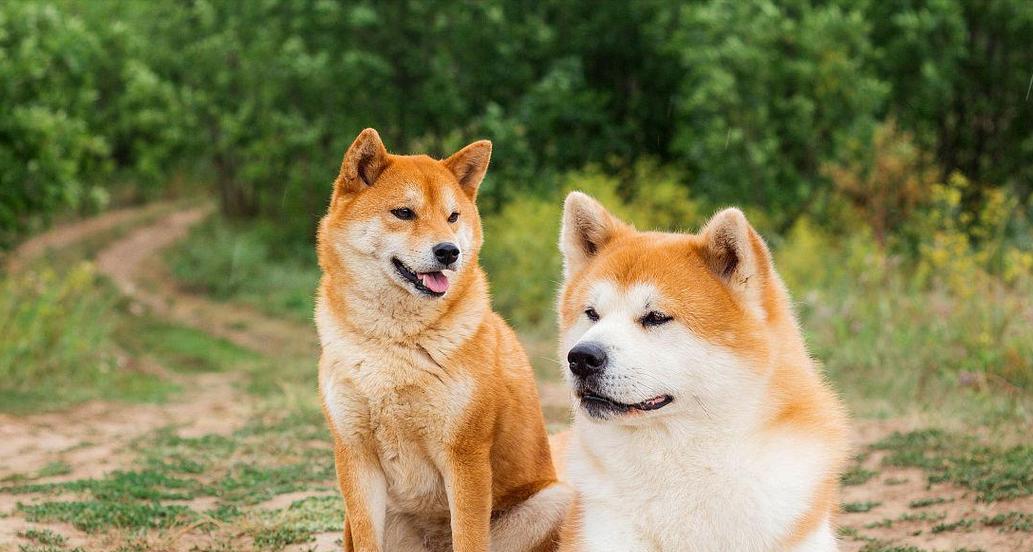 秋田犬与柴犬毛色的区别（通过外观毛色的不同来辨别秋田犬和柴犬）