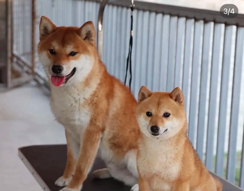 柴犬的多样色彩（了解柴犬的不同外貌特征与颜色）