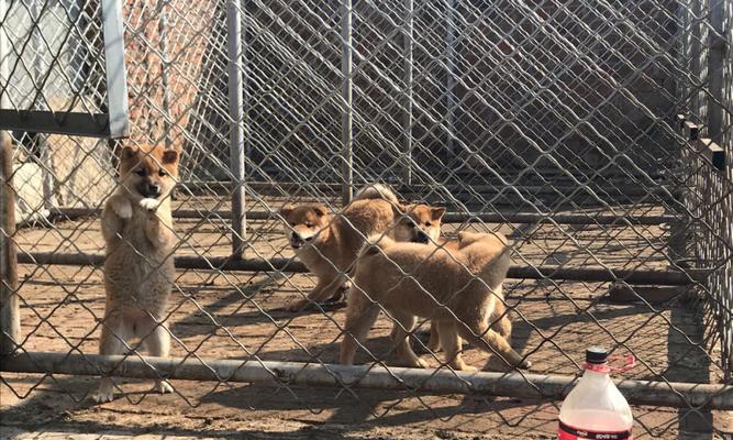 柴犬毛色分析——赤柴、胡麻柴、黑柴（探索柴犬毛色的特点和遗传规律）