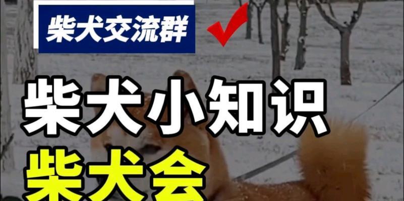 柴犬是否怕冷？冬天在北方会不会冻死（探究柴犬的耐寒性及北方冬季保暖措施）