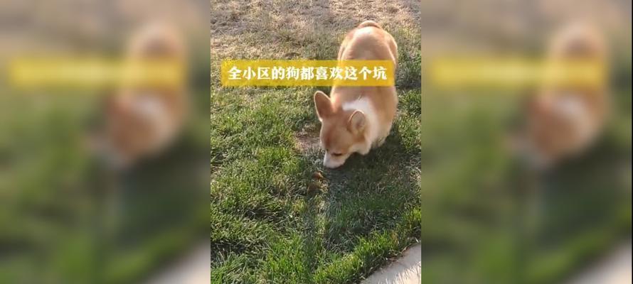 柴犬与男主人争夺“老公”称号（一顿“收拾”仍不消停，犬主战争的激烈角逐）