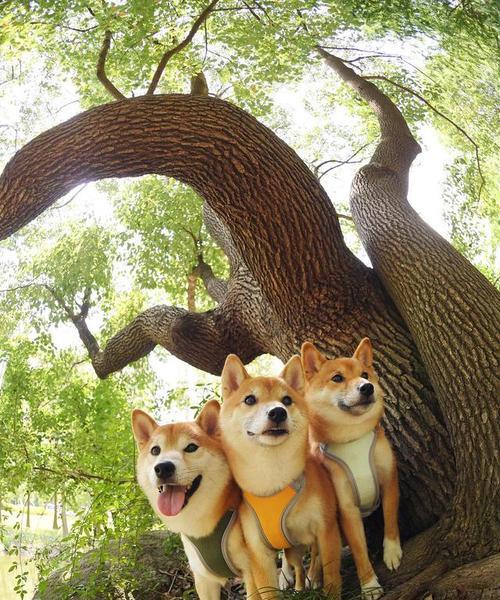 柴犬与秋田犬（揭开柴犬和秋田犬的面纱，探寻它们的独特之处）