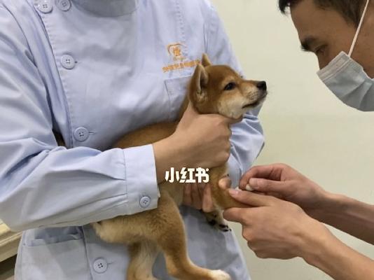 柴犬的健康喂养指南（预防柴犬疾病，让你的宠物健康快乐）