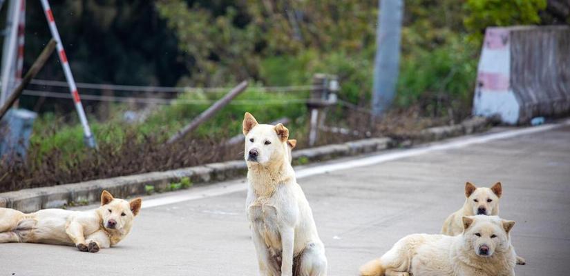 柴犬与土狗的差异（一窥柴犬和土狗的不同特点和养殖条件）