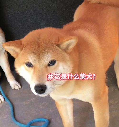 了解柴犬的四大主要品种（探索柴犬世界的品种多样性）