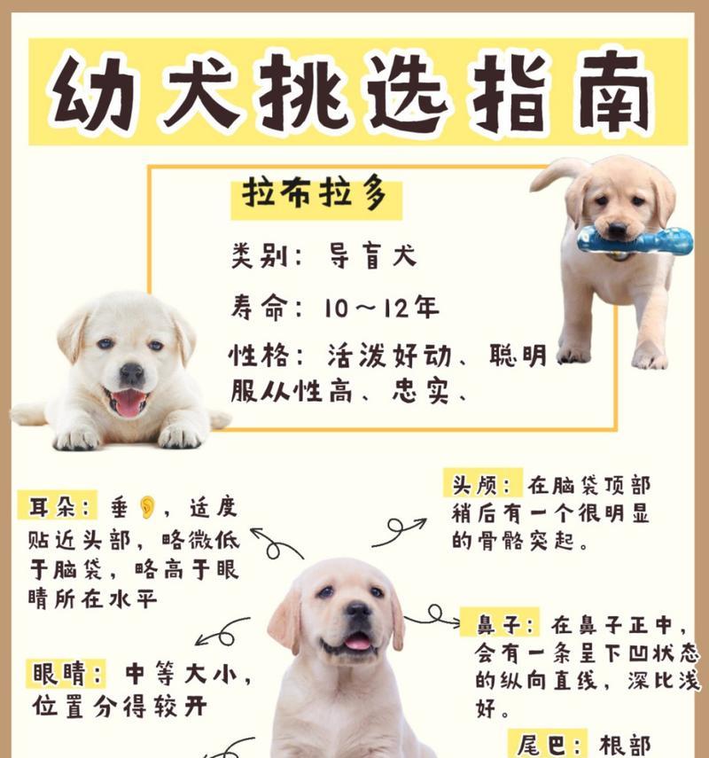 挑选纯种柴犬的标准，避免被骗（学会这些，再也不怕买到假柴犬！）