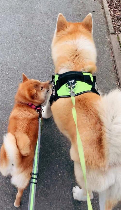 秋田犬与柴犬（探究日本柴犬和秋田犬的特点，助你选择适合的宠物）