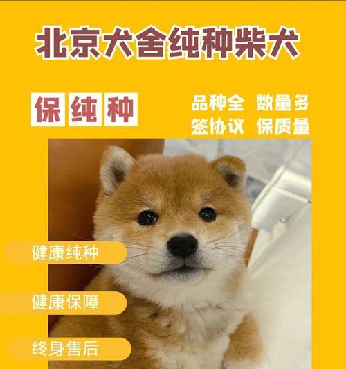 深圳哪里可以购买纯种柴犬？（寻找可靠的柴犬销售商，留心以下）