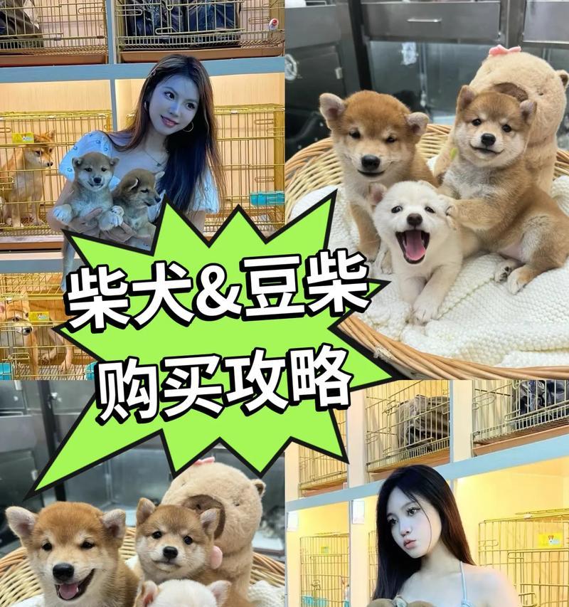 了解柴犬品相，增长你的知识（探索柴犬品相的特点、优势与魅力）