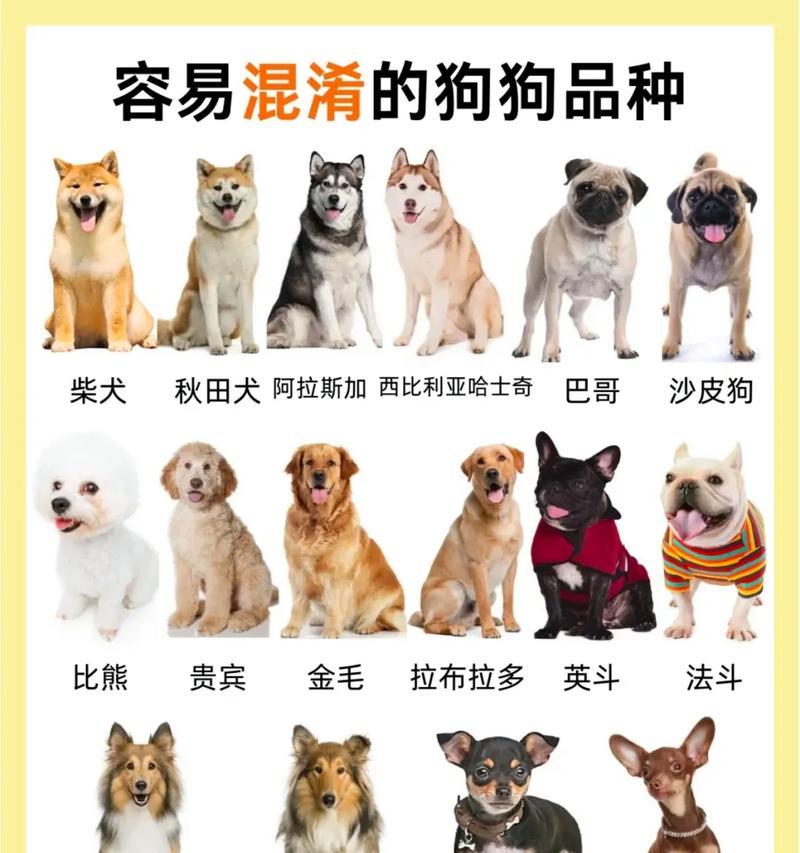 柴犬、秋田犬和中华田园犬的区别（了解这三种犬种的独特之处和特点）