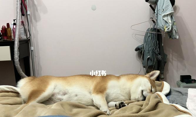 柴犬怀孕了，应该注意什么？（关于柴犬怀孕的全面指南）