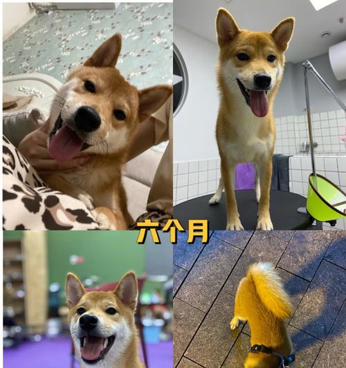 柴犬的成长之美（探索柴犬从丑小鸭到漂亮天鹅的转变之旅）