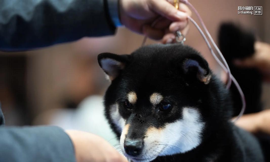 探寻以赛级柴犬的顶级品相标准（了解普通柴犬与赛级柴犬的区别）