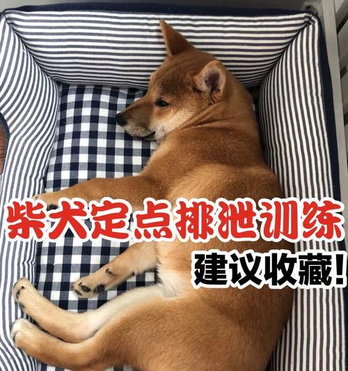 如何训练柴犬成为听话的伙伴？（从基本训练到高级指令，让你的柴犬成为你的得力助手）