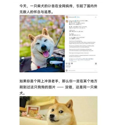 柴犬（历史传承与忠诚陪伴）