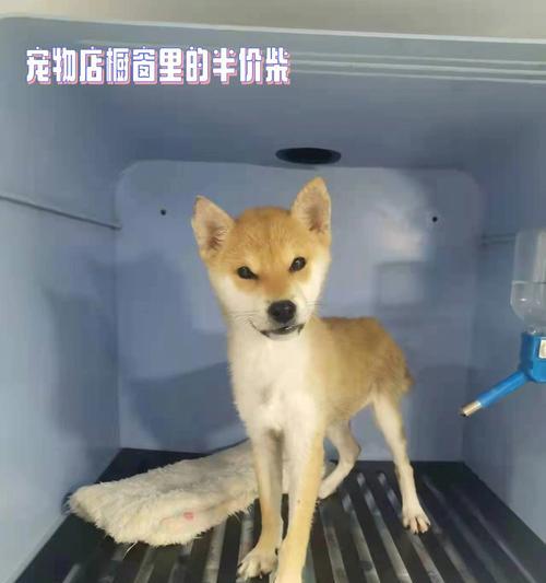 柴犬的优缺点解析（探究柴犬的优势与劣势，全方位了解这一独特品种）