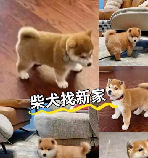 柴犬聪明还是固执？（柴犬训练秘籍解析，）