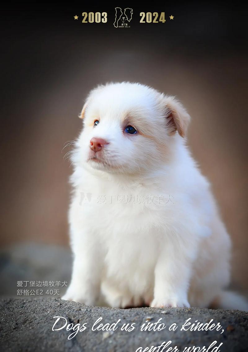 边境牧羊犬和澳洲牧羊犬的五大区别（发现这两个受欢迎的牧羊犬之间的独特之处）