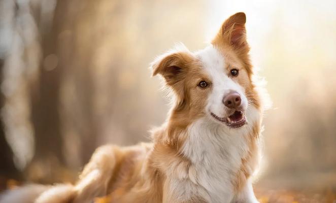 边境牧羊犬（世界十大名犬边牧的神秘故事和优秀特质）