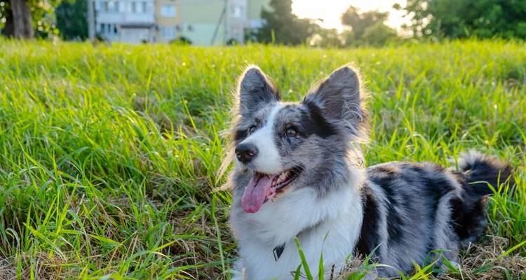 边牧犬（聪明绝顶的边牧犬的优势与劣势）