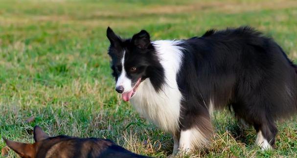 边牧犬成长全览（一生必经的七个阶段，助你了解边牧犬成长之路）