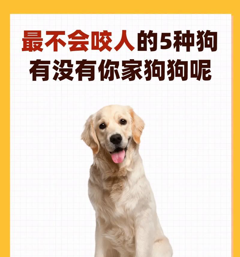 边境牧羊犬——最聪明的牧羊犬之一（了解这个灵活聪慧的工作犬）