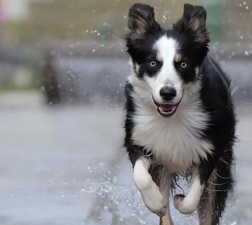 养一只“边境牧羊犬”的体验（边境牧羊犬的好养与不好养）