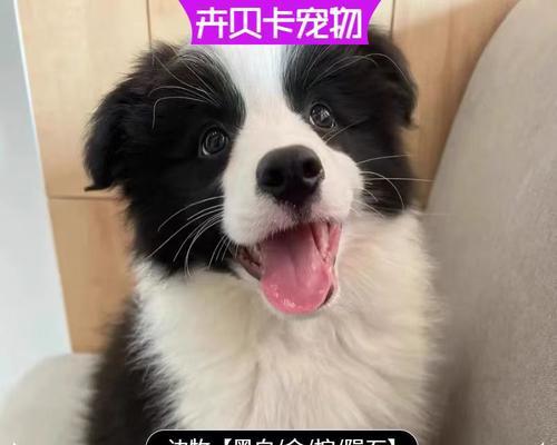 边境牧羊犬（了解边境牧羊犬的特点与应用领域）