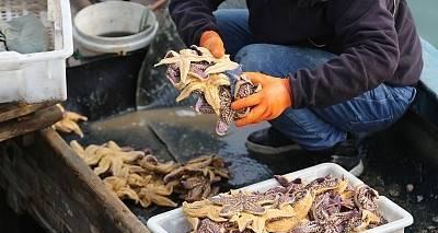 海星之真面目（揭秘海星的食肉本性，探索它们的独特生态系统）