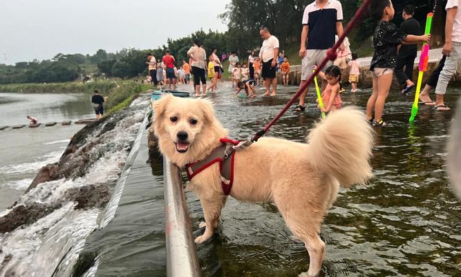 深圳启动犬只芯片注射工作，守护宠物安全（狗狗走丢也能找回来，“芯身份”实现安全保护）