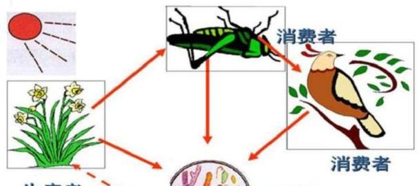 鲸鱼的粪便（探索鲸鱼粪便的珍贵之处，其价值超过50万美元）