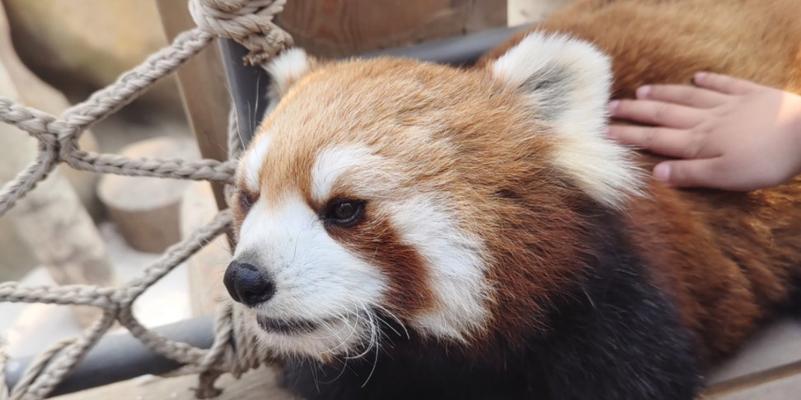 浣熊和小熊猫（探究浣熊和小熊猫的打架方式及行为特点）