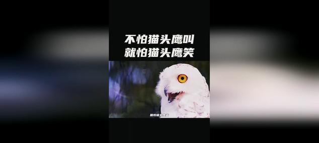 猫头鹰的叫声与笑声的科学原因（揭秘猫头鹰叫声与笑声的秘密，探究其中的科学原理）