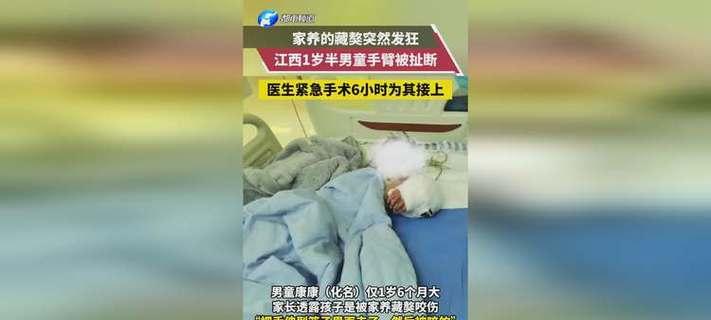 3岁男孩被藏獒咬成重伤，引发社会关注（藏獒咬死主人新闻震惊全国，安全问题凸显）