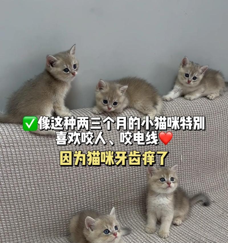 2个月大小猫的饮食需求（了解2个月大小猫的饮食要点，让它们健康成长）