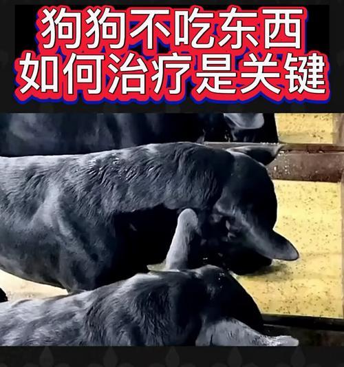 为什么狗狗最近不吃东西？（寻找原因，解决问题）