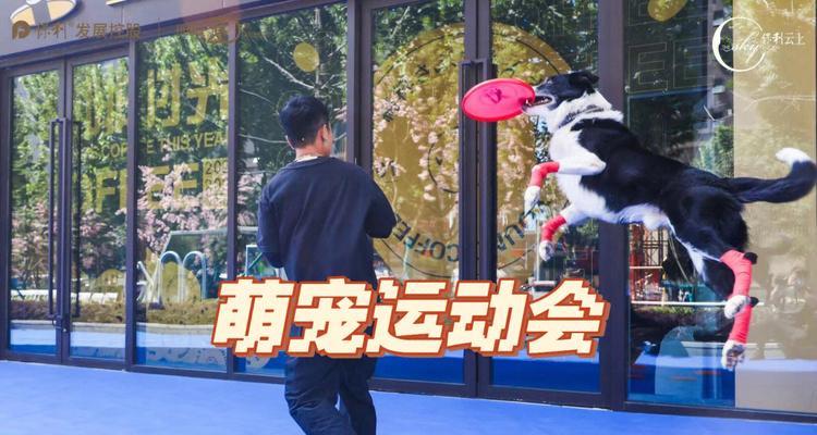 以运动犬为主题的特点剖析（活力四溢的伴侣——运动犬的魅力）