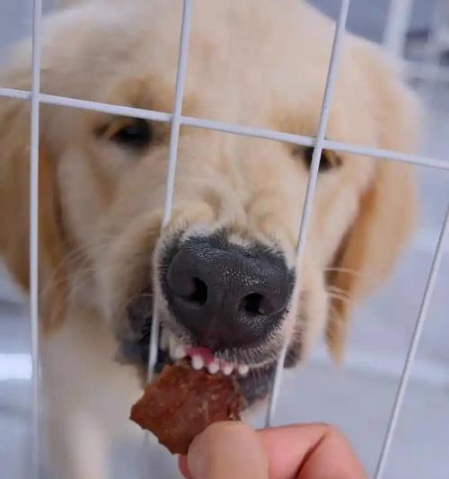 金毛喂食指南（了解金毛狗的饮食需求与健康饮食习惯）