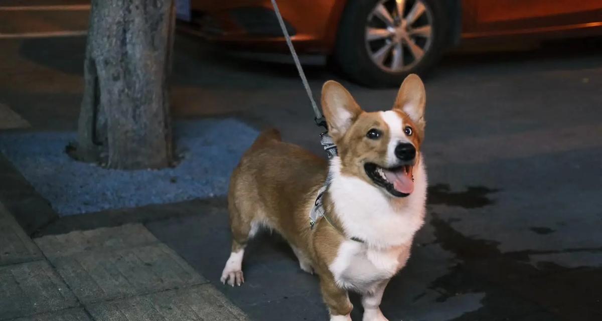 柯基犬为什么没有蛋蛋？（探究柯基犬不具备睾丸的原因与影响）