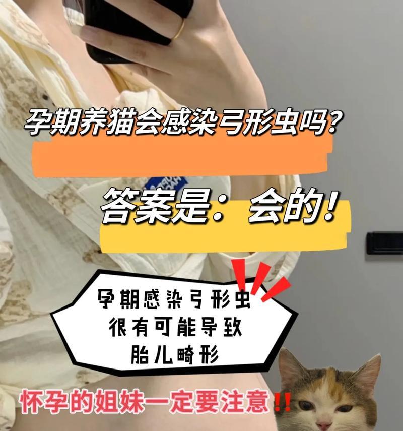 猫怀孕前的准备工作（为您的猫咪健康怀孕做好准备）