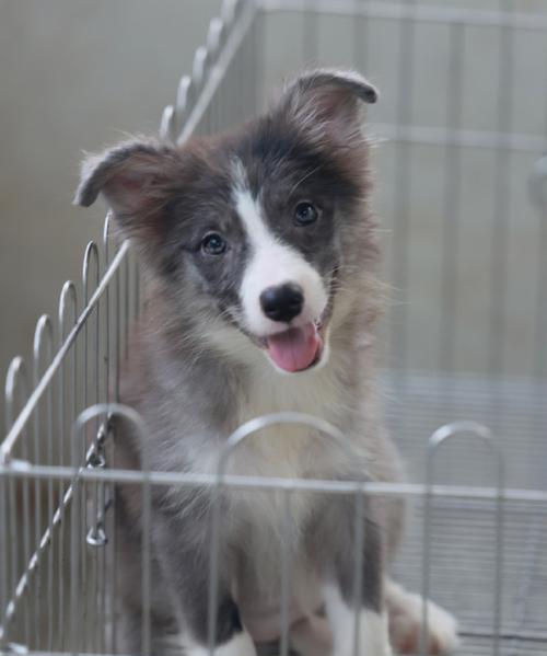 边境牧羊犬（探索边境牧羊犬丰富多样的毛色，了解它们的特点与魅力）