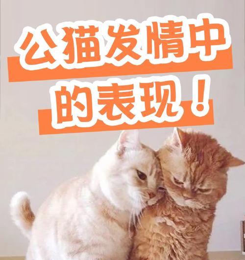 公猫晚上叫是为什么？（揭开公猫夜晚叫声的神秘面纱）