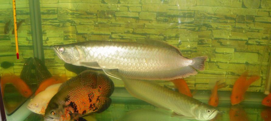 银龙鱼的混养之道（打造多样化的水族箱世界，与银龙鱼共舞）